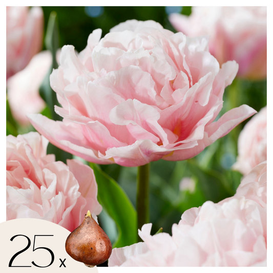 Bulbos De Tulipán - 25 Pzs - Tulipa 'dreamer' - Bulbos De Flores - Rosa_0