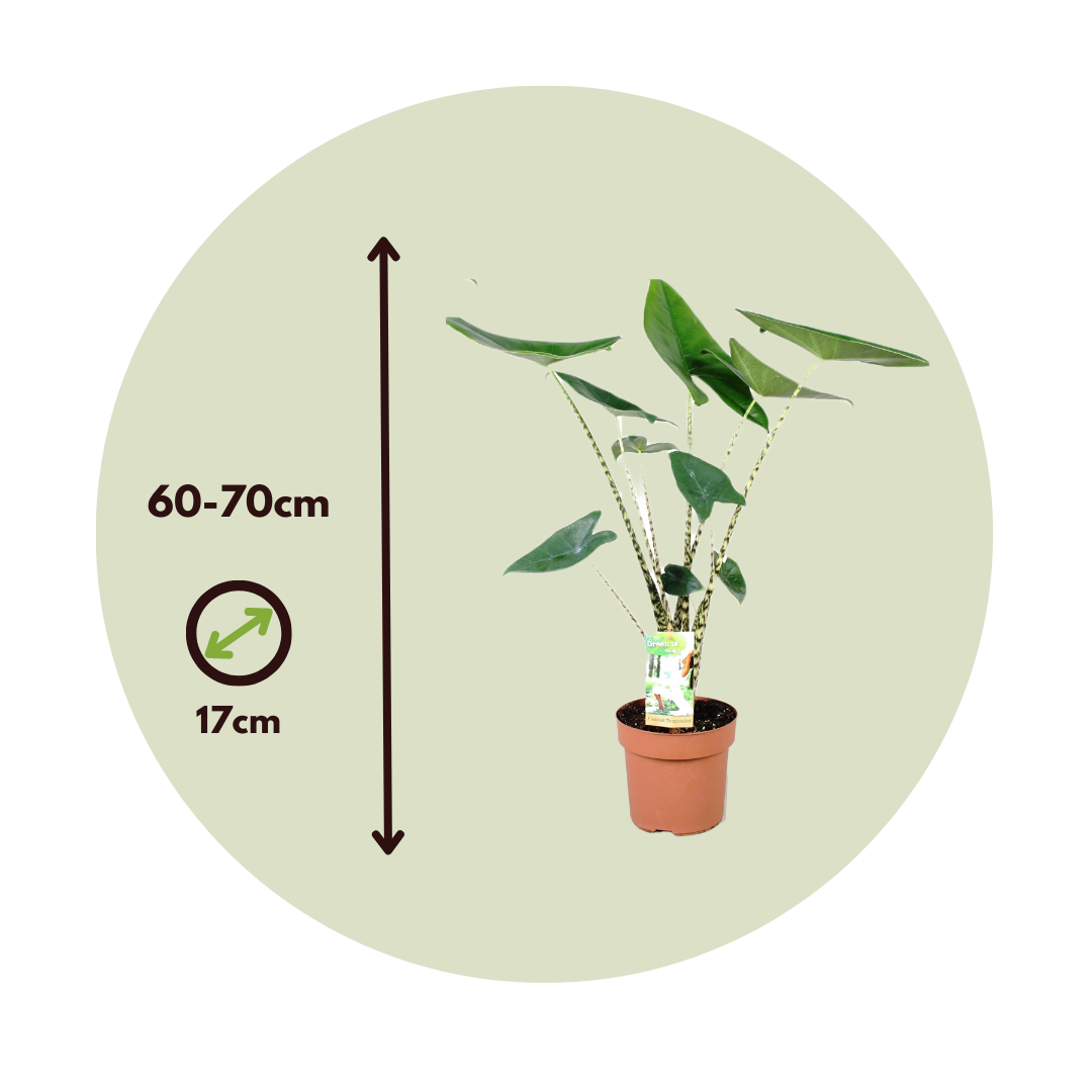 Planta Cebra - 2 Pzs - Alocasia 'zebrina' - Altura 60-70cm - ⌀17cm_2