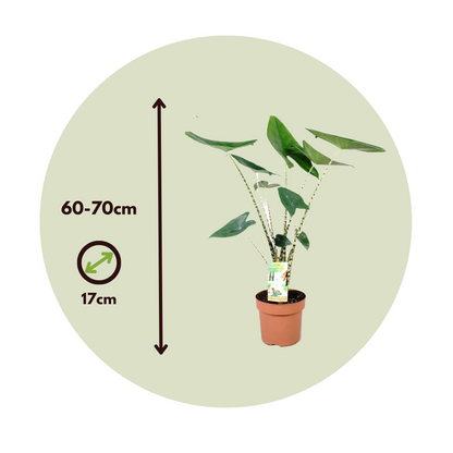 Planta Cebra - 2 Pzs - Alocasia 'zebrina' - Altura 60-70cm - ⌀17cm_2