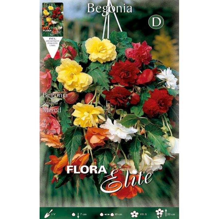 Bulbo Begonia Pendula mezcla 3 uds