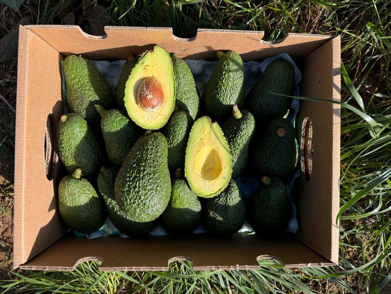 Aguacates Hass Ecológico De Temporada Tropitop 15kg_2