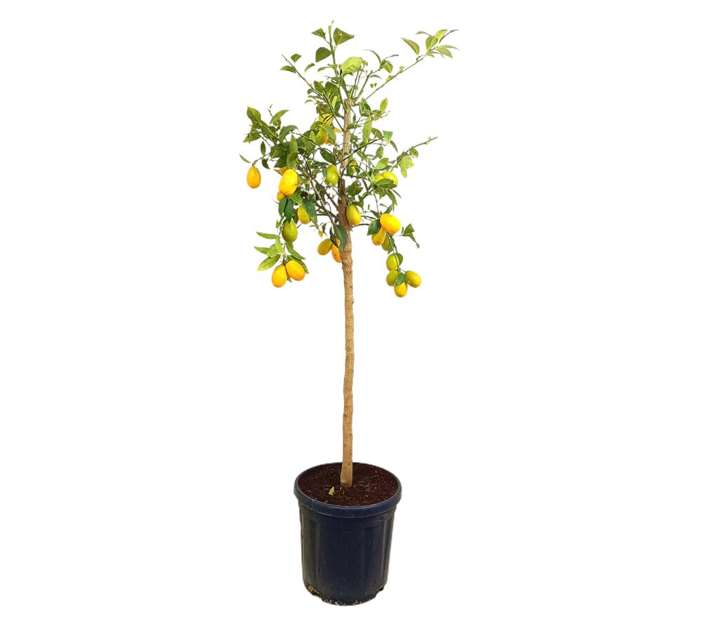 Limequat M30 140cm_0