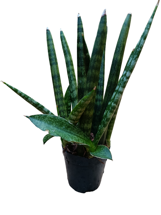 Sansevieria Sp Mini Ø6 Planta De Interior Muy Resistente_0