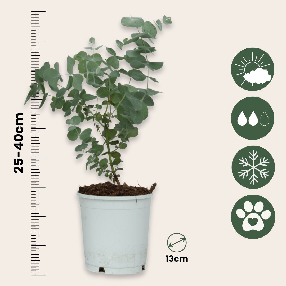 Eucalipto - 2 Pzs - Eucalyptus 'pulverulenta' - Altura 25-40cm - ⌀13cm_2