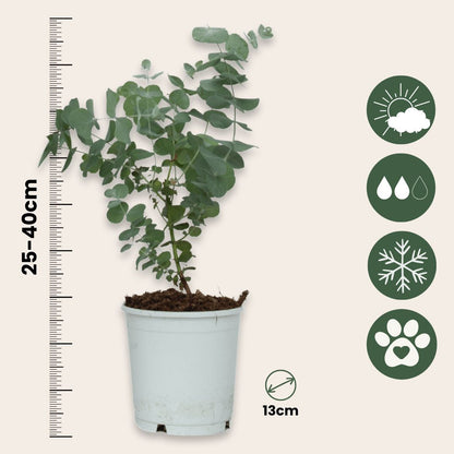 Eucalipto - 2 Pzs - Eucalyptus 'pulverulenta' - Altura 25-40cm - ⌀13cm_2