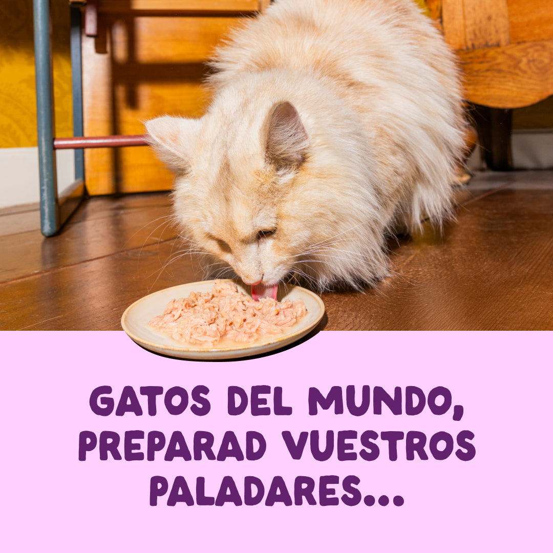 Filetes de salmón y pollo para gatos Edgard & Cooper 70 g