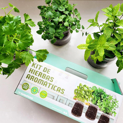 Kit de cultivo interior para ervas aromáticas: manjericão, salsa e hortelã