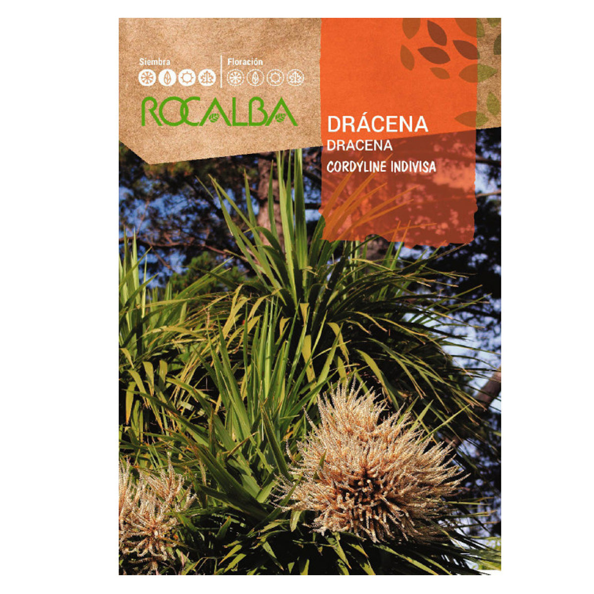 Sementes de Dracaena, Rocalba