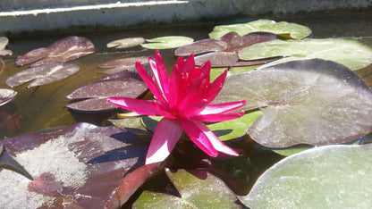 Nenufar Red Glow_1