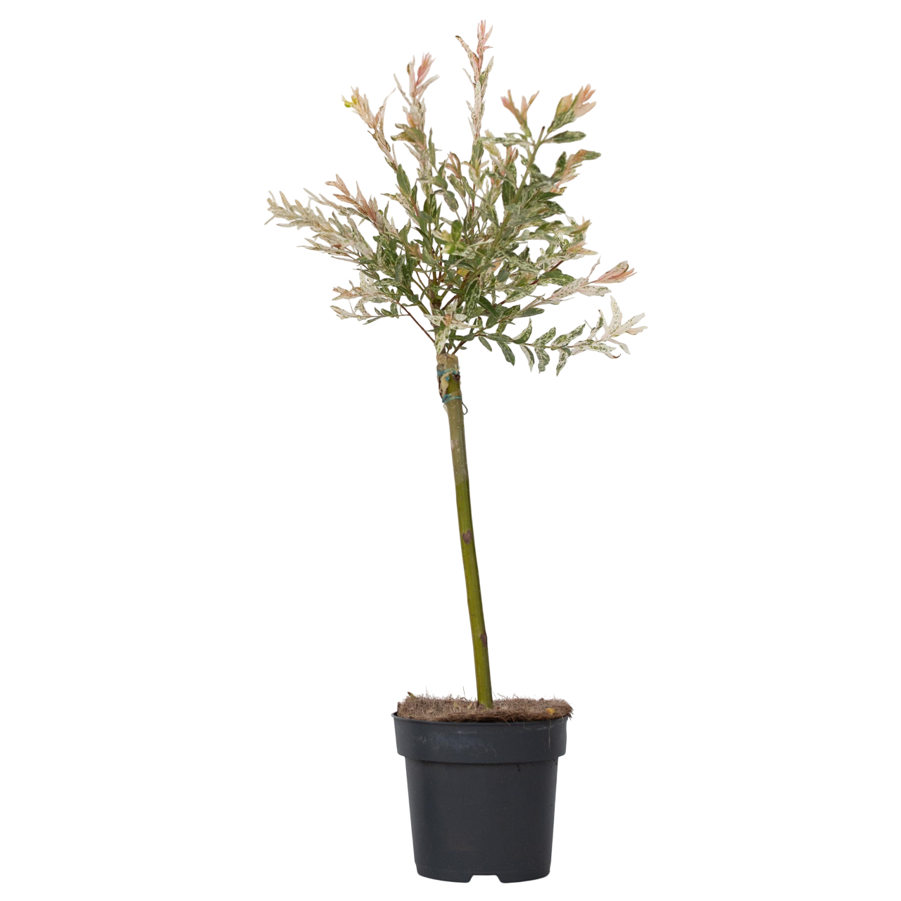 Árbol Flamenco - Salix Integra 'flamingo' - Altura 60-80cm - Maceta 17cm_0