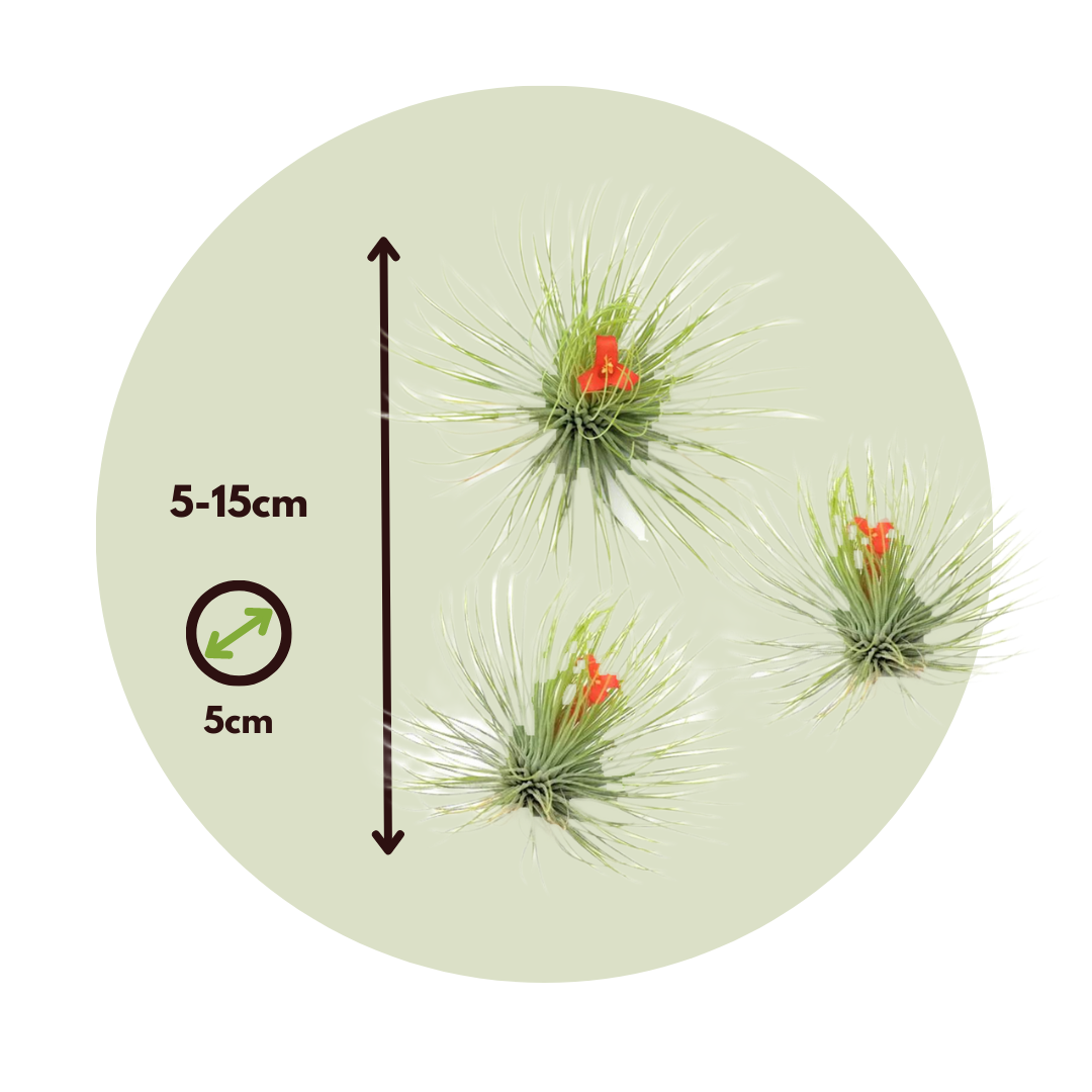 Claveles De Aire - 3 Pzs - Tillandsia 'andreana' - Altura 5-15cm - ⌀5cm_2