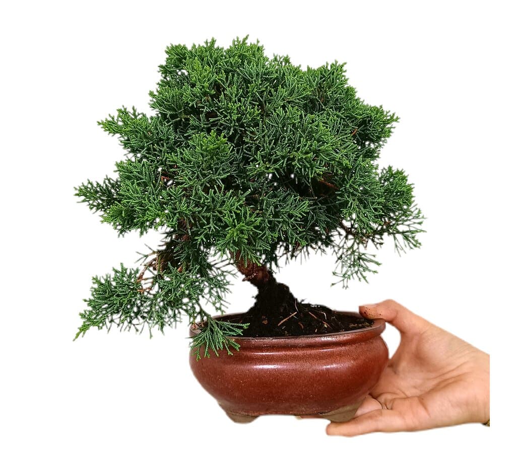 Bonsái Juniperus Chinensis 12 Años (enebro)_1
