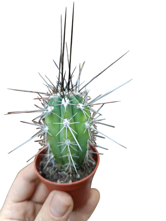 Cactus Stetsonia Coryne Espina Negra Planta Ø5 Cms_0