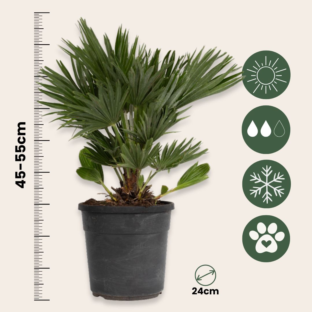 Palmito - Margallo - Chamaerops 'vulcano' - Altura 45-55cm - ⌀24cm_2