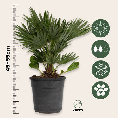 Palmito - Margallo - Chamaerops 'vulcano' - Altura 45-55cm - ⌀24cm_2