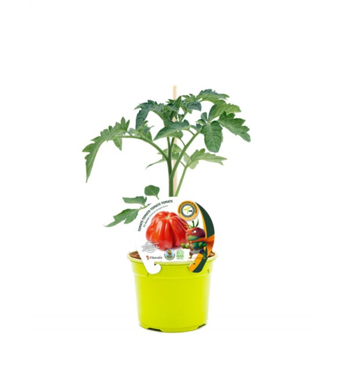 Plantón Tomate Injertado Aurea En Maceta De 12 Cm. Natural - Fitoralia_0