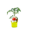 Plantão De Tomate Enxertado Aurea Em Vaso 12 Cm. Natural - Fitoralia