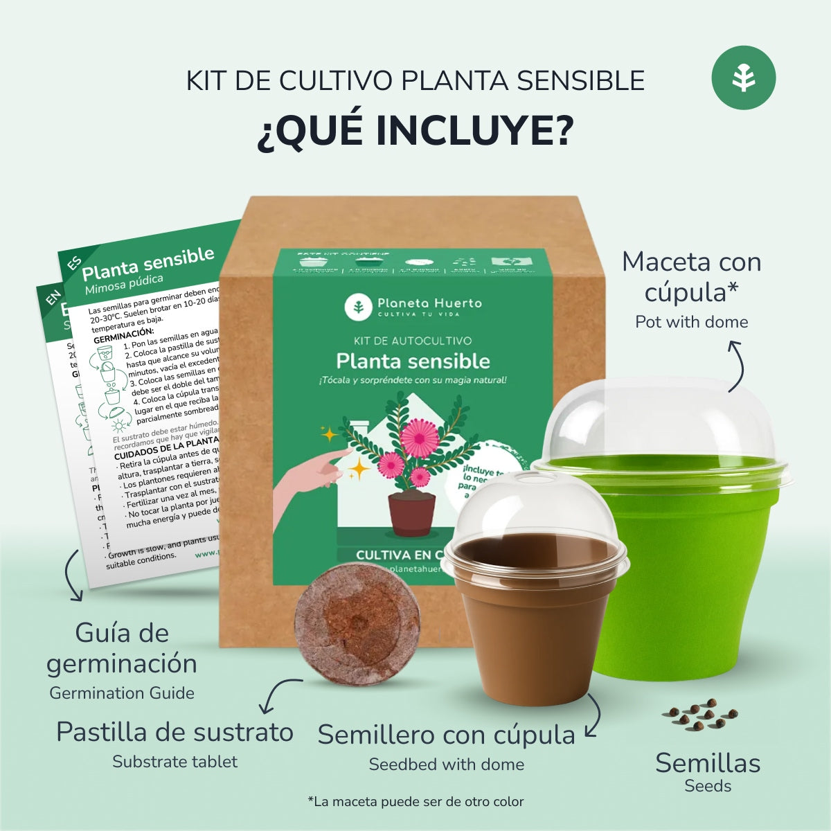 Kit de autocultivo para a planta carnívora Drosera Planeta Huerto