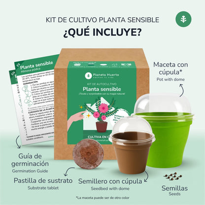 Kit de autocultivo para a planta carnívora Drosera Planeta Huerto