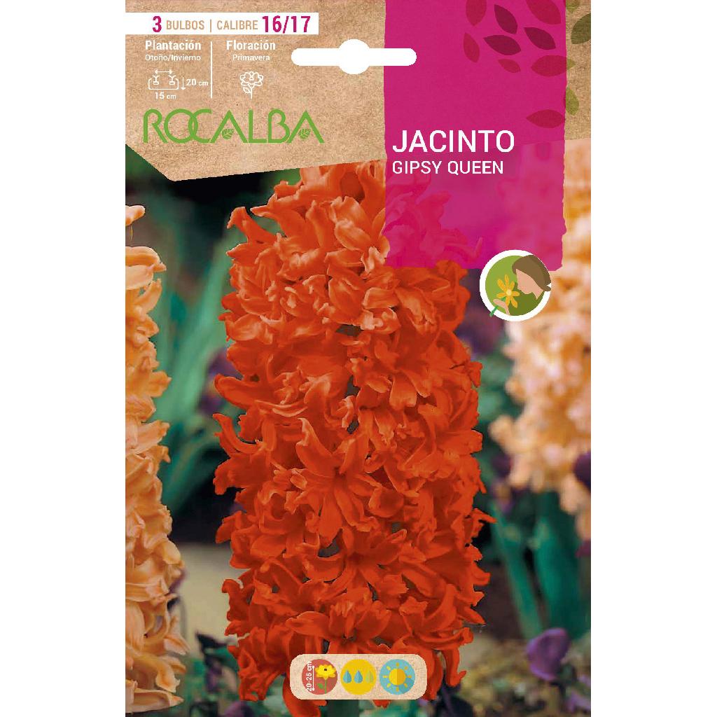 Bulbo Jacinto Gipsy Queen laranja 3 peças Rocalba
