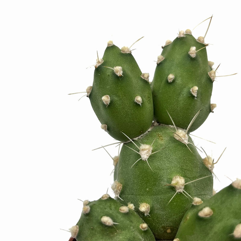 Cumulopuntia Zehnderi Cactus Y Suculentas M8,5 cm Ø_2