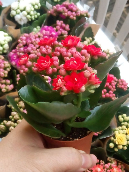 Kalanchoe Flor Rojo Planta Maceta 7 Cms_0