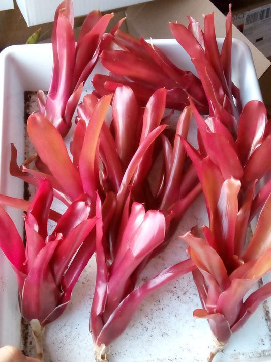 Neoregelia Fireball Planta Bromelia_0