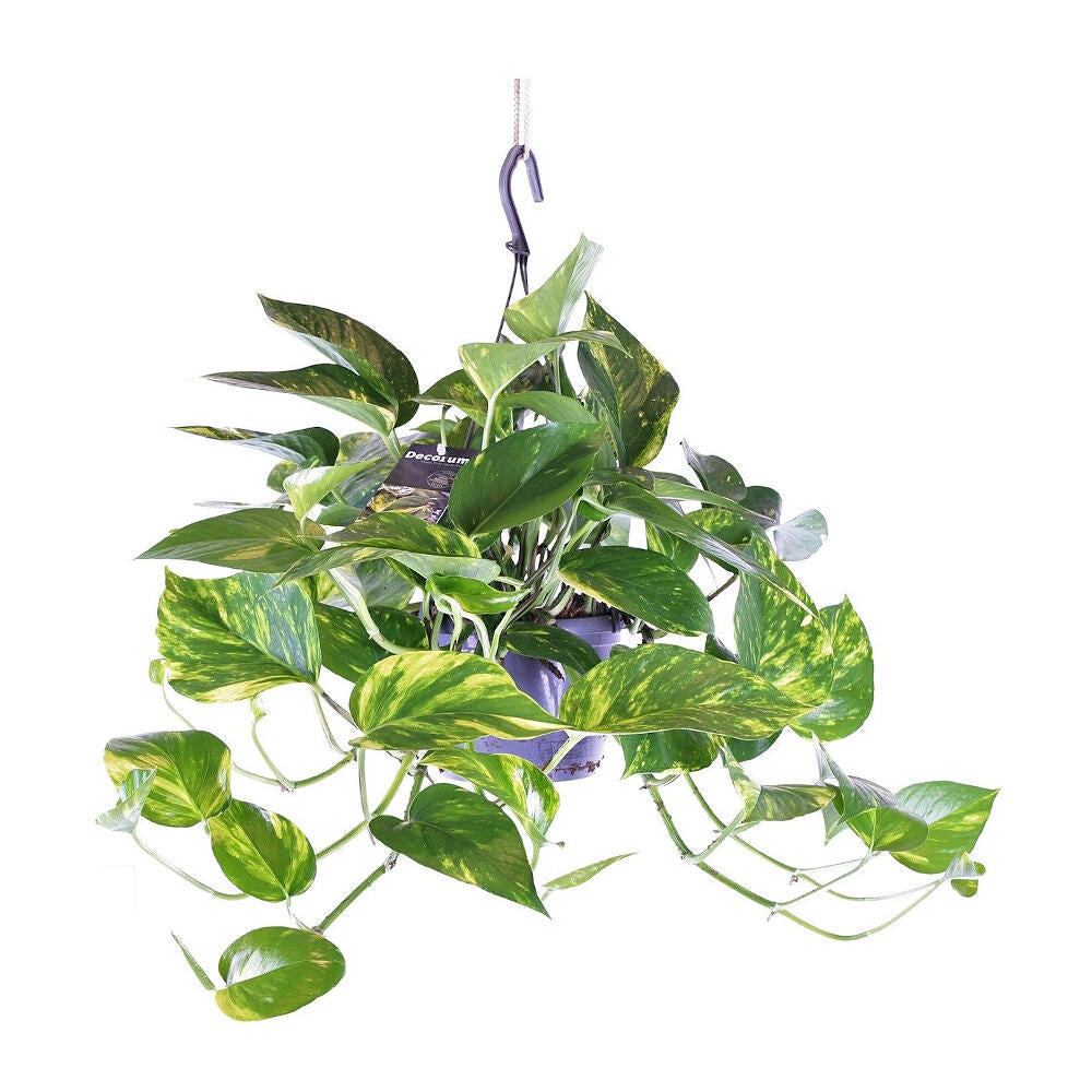 Epipremnum Hang Basket M15 30cm_0