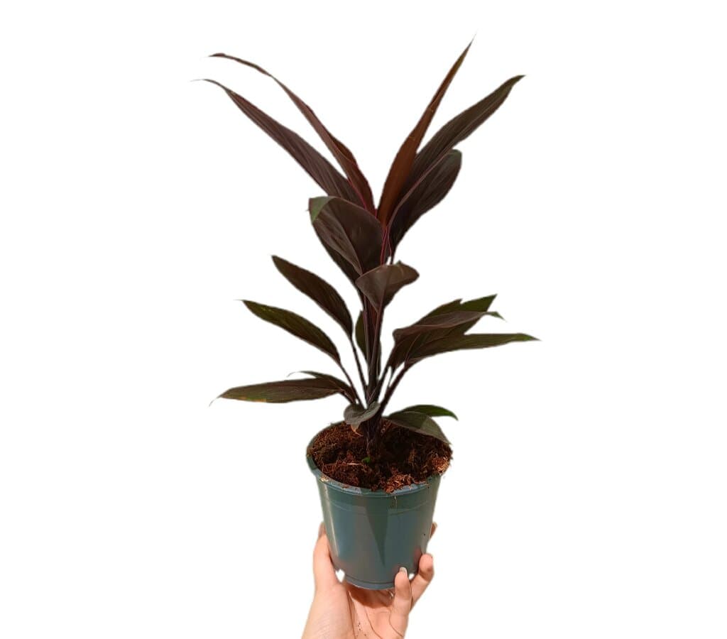 Cordyline Tango M12_0