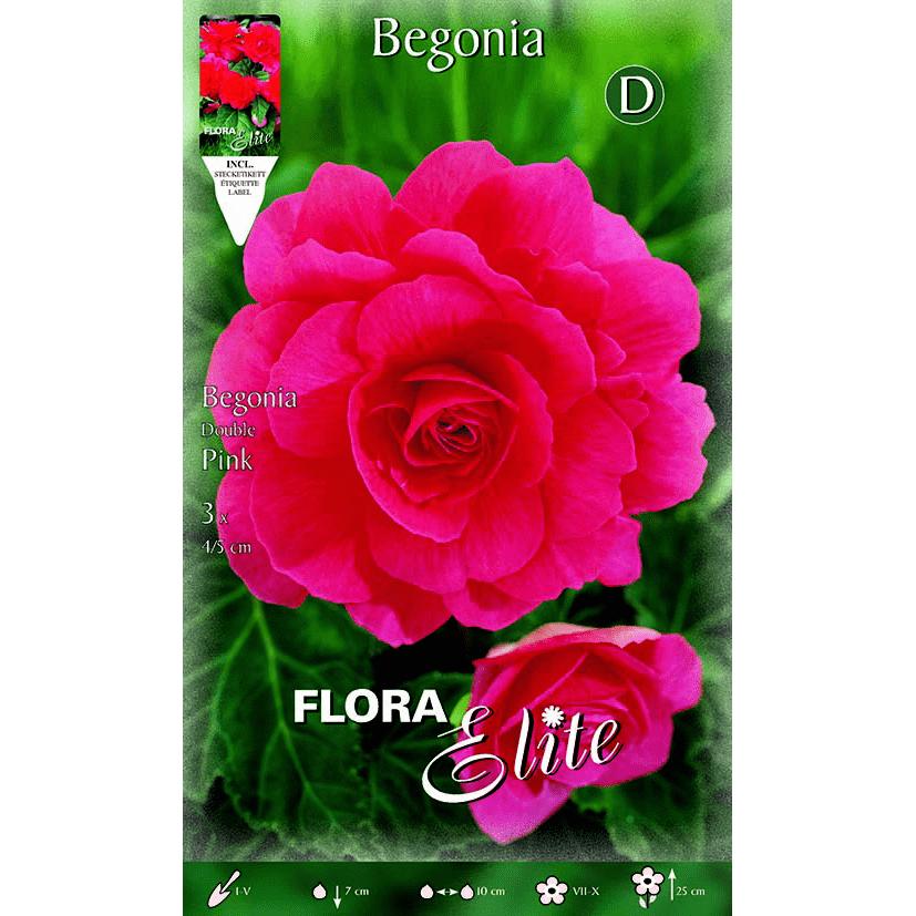 Bolbo duplo de begónia rosa 3 peças