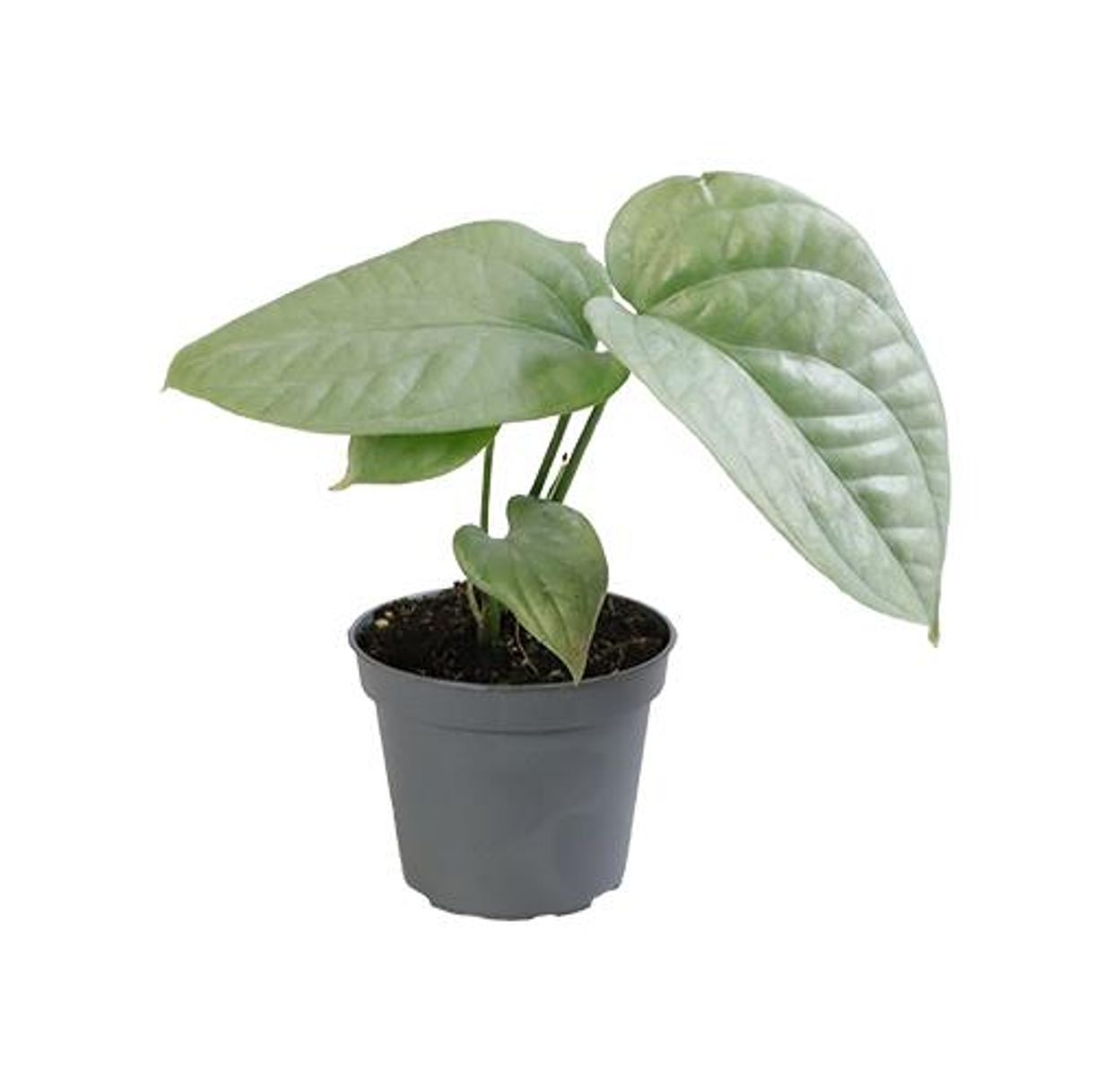 Amedryum Medium Silver Planta De Interior Ø6 Color Gris_0