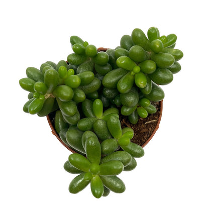 Sedum Hernandezii Cactus Y Suculentas M8,5 cm Ø_1
