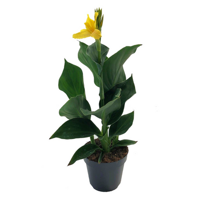 Caña De Flores - Canna 'cannova' - Altura 35-45cm - ⌀17cm_0