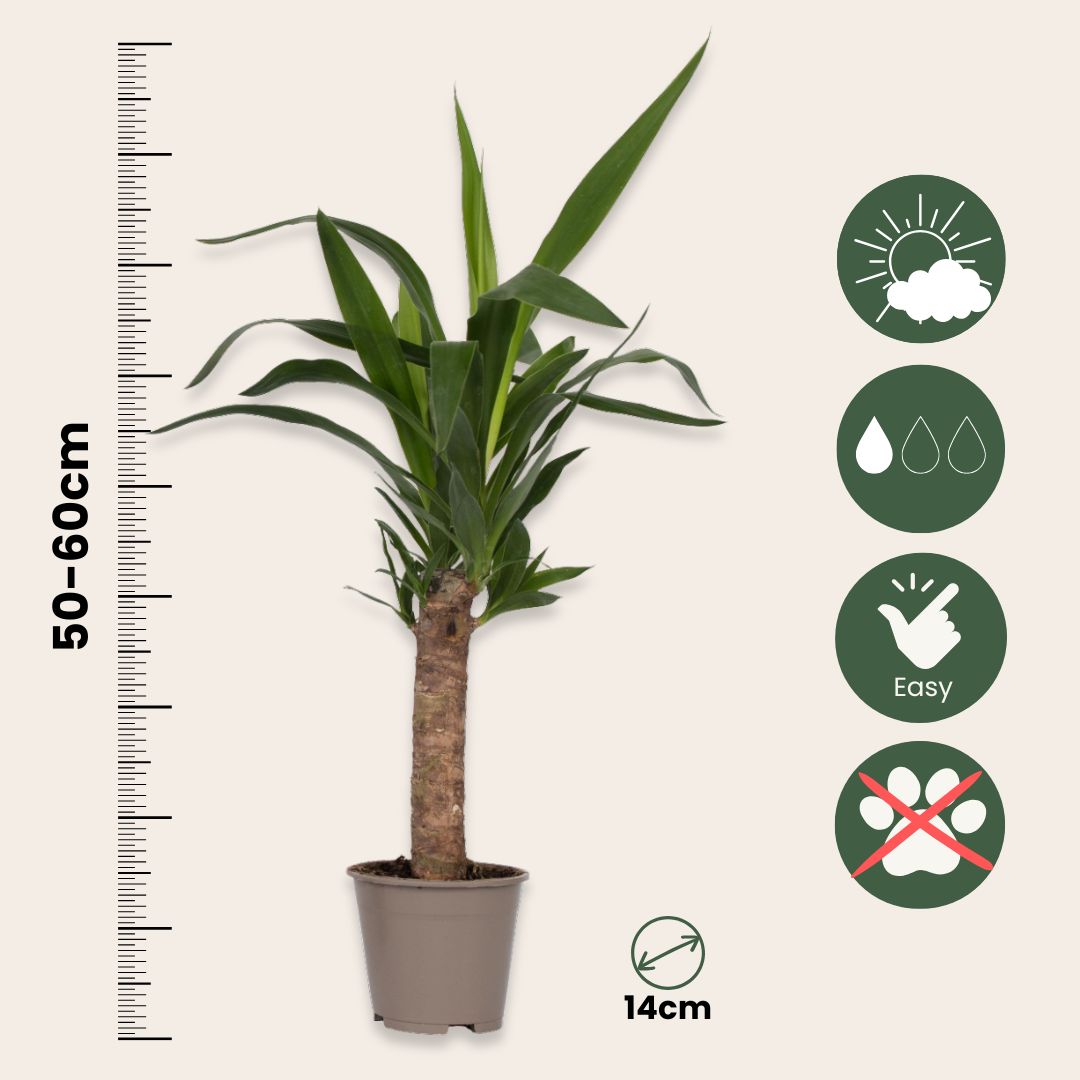 Yuca Pie De Elefante - Yucca Elephantipes - Altura 50-60cm - ⌀14cm_2