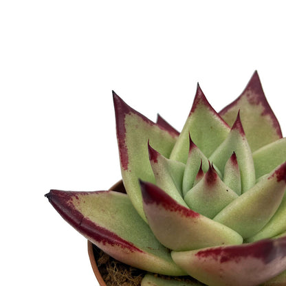 Echeveria Agavoides Ebony Cactus Y Suculentas M8,5 cm Ø_2