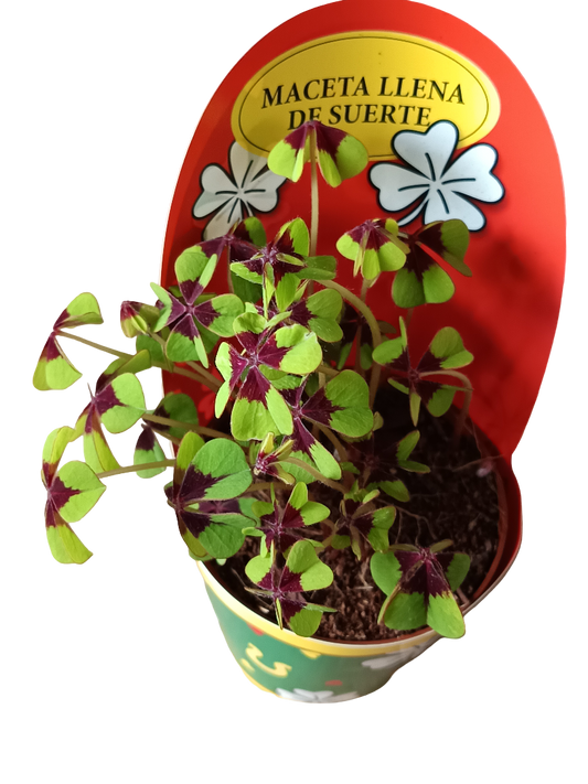 Oxalis Deppei Trebol Planta De La Suerte Ø8_0