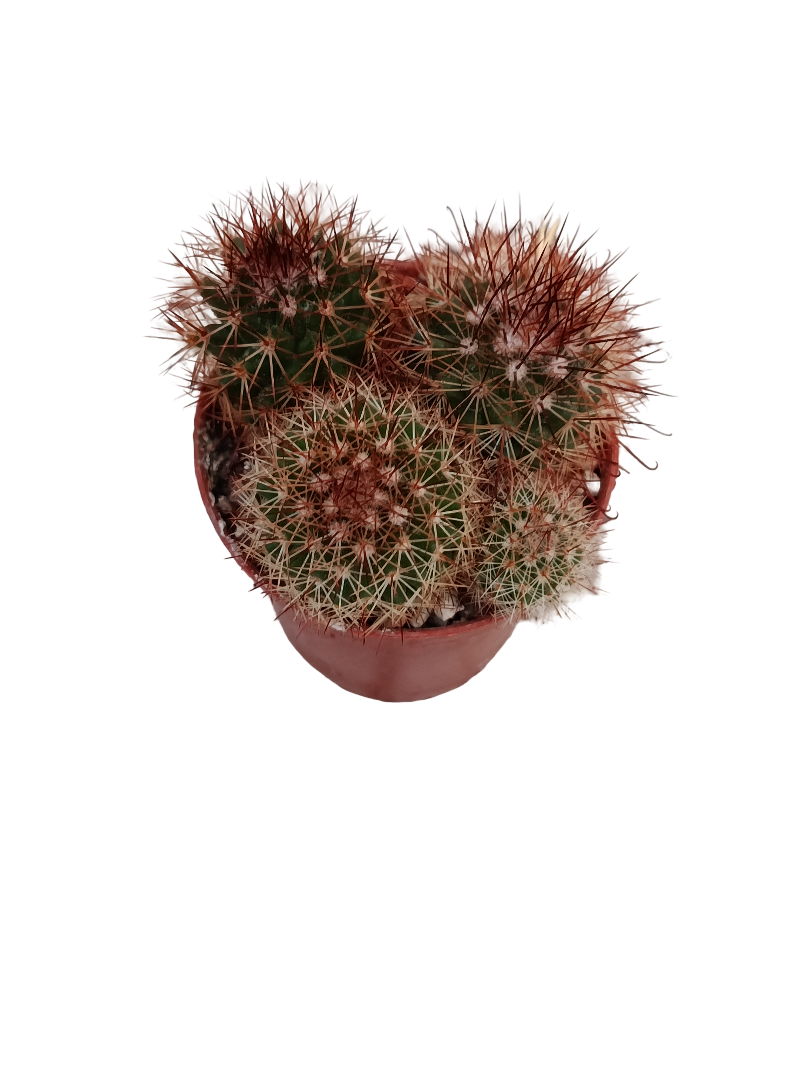 Mammillaria Spinosissima Rubra Cactus Ø5 Planta Natural_0