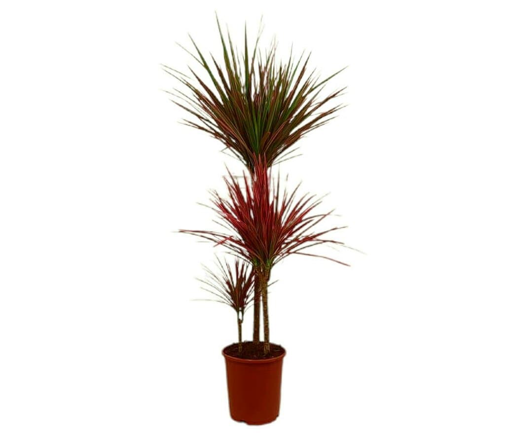 Dracena Marginata Colorama 75-45-15 M21_0