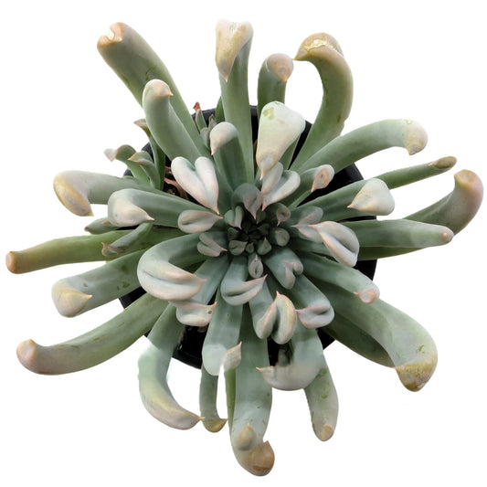 Echeveria Runyonii 'topsy Turvy' (echeveria De Hojas Del Revés); Planta Suculenta; Curiosarium; Maceta 10,5 Cm_0