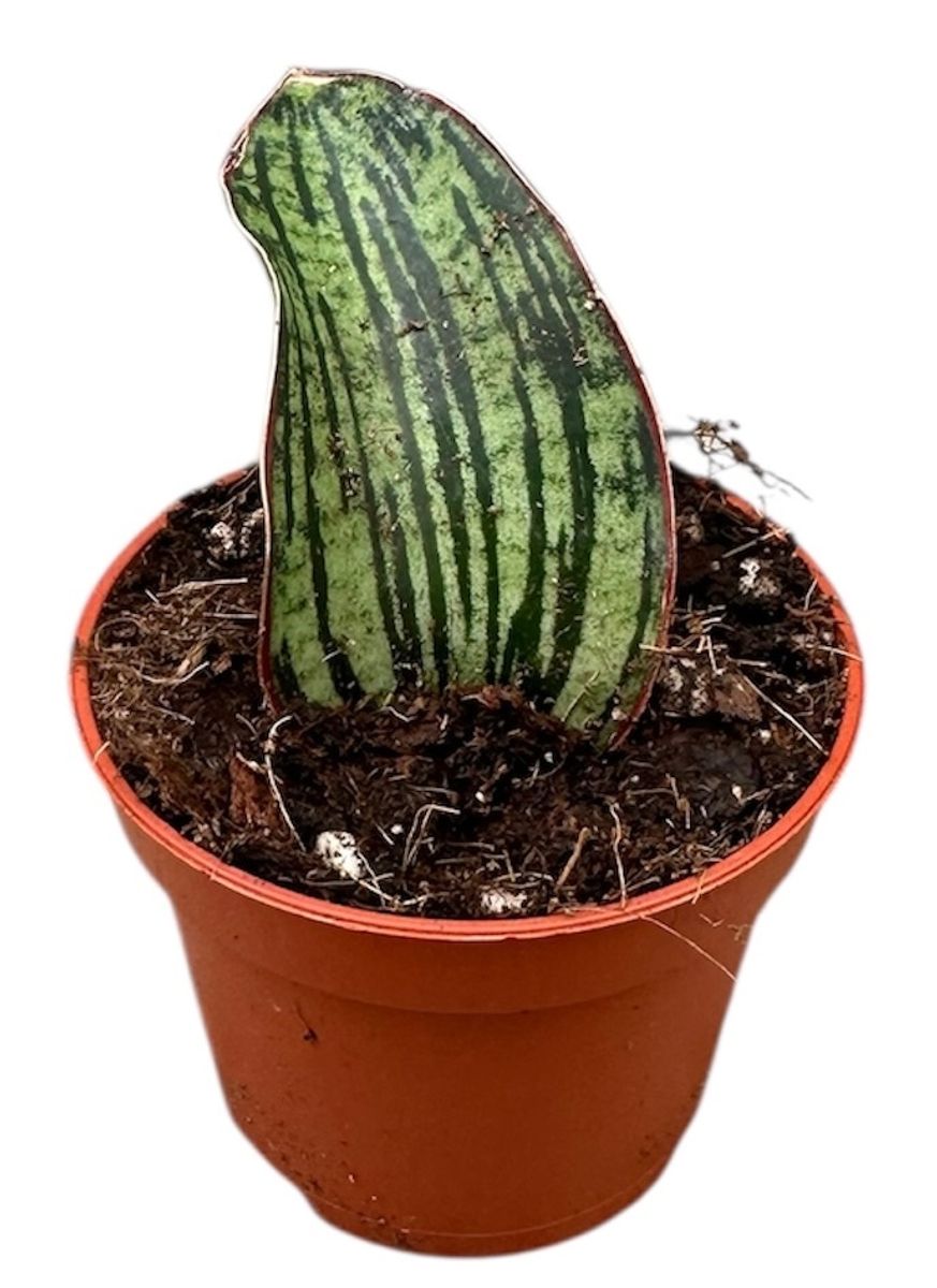 Sansevieria Cleopatra Planta De Interior Ø6_0