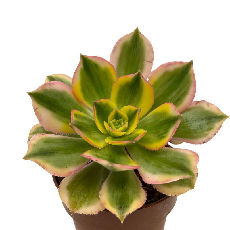 Aeonium Florescens Cactus Y Suculentas M8,5 cm Ø_0