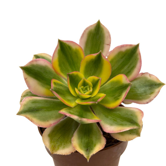 Aeonium Florescens Cactus Y Suculentas M8,5 cm Ø_0