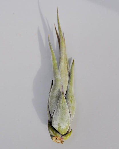 Tillandsia paucifolia; planta del aire, fácil cultivo; Curiosarium; altura 12 cm, diámetro 8 cm_3