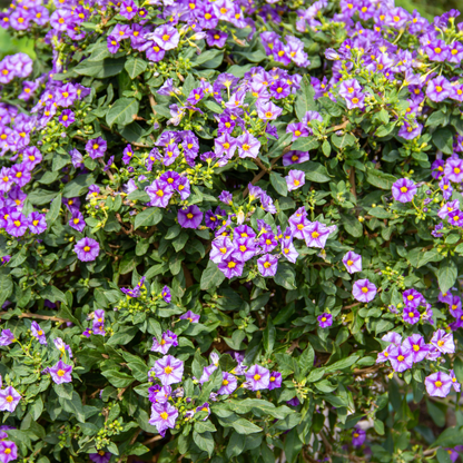 Solano De Flor Azul - 6 Pzs - Lycianthes Rantonnetii - Altura 25-40cm - ⌀9cm_1