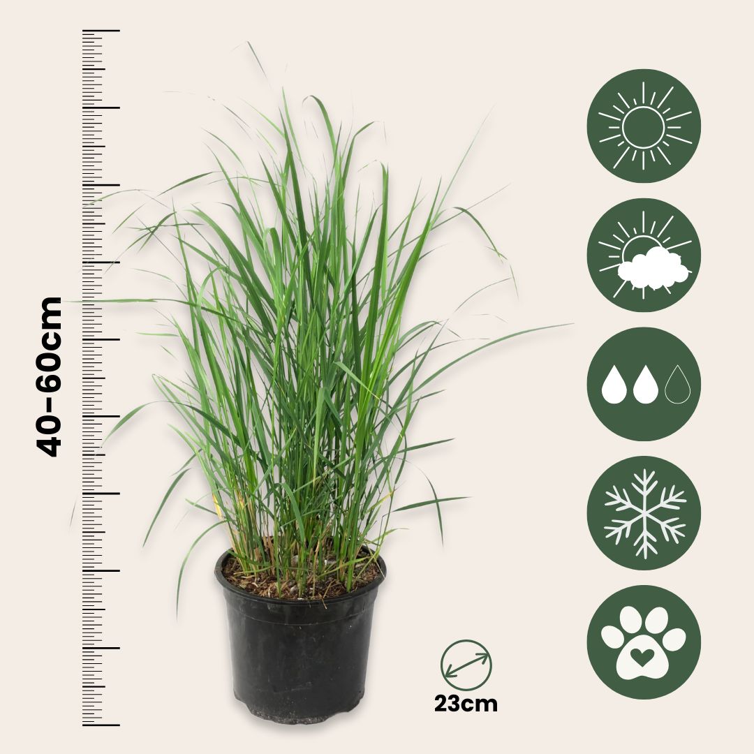 Hierba De Pluma - Calamagrostis 'karl Foerster' - Altura 40-60cm - ⌀23cm_2
