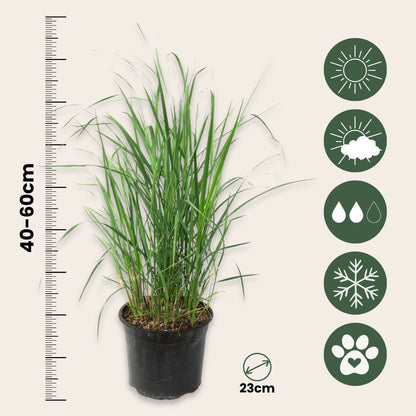 Hierba De Pluma - Calamagrostis 'karl Foerster' - Altura 40-60cm - ⌀23cm_2