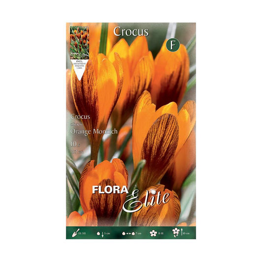 Elite Crocus Orange Monarch Bolbos 10 unidades