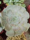 Echeveria Pollux Grande Planta Suculenta Ø13