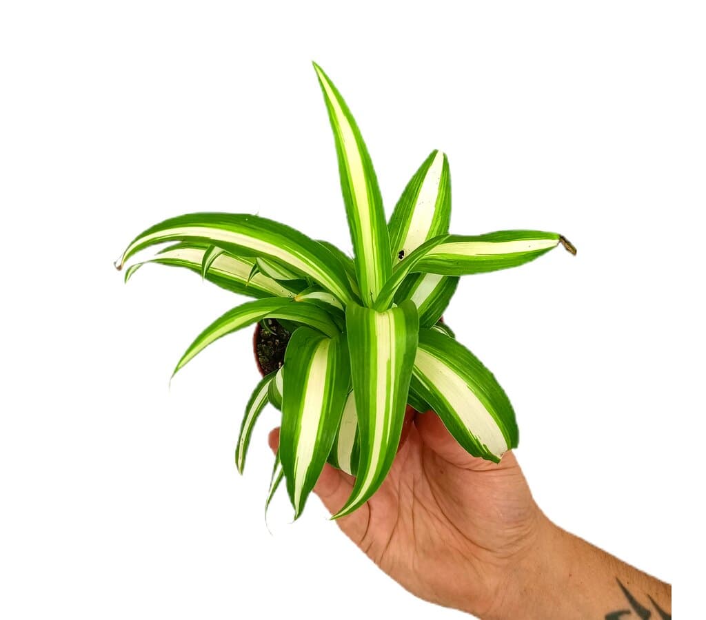 Chlorophytum Variegata M9_0
