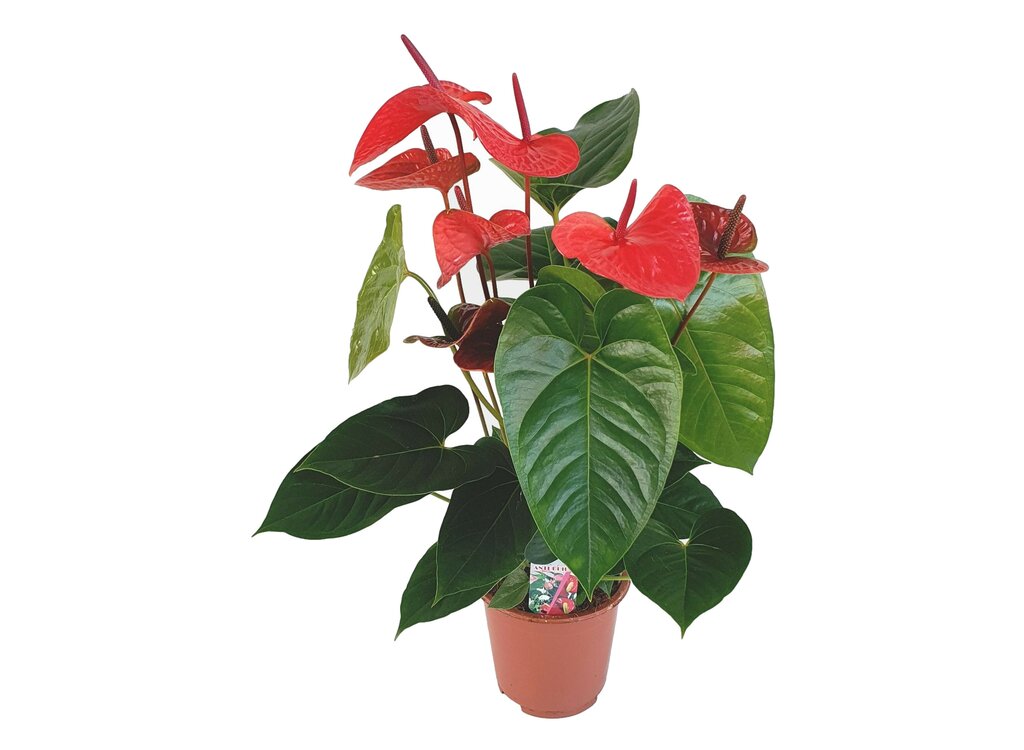 Anthurium Andreanum M17 60cm_0